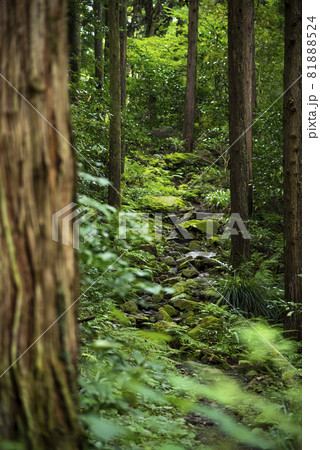 青々とした箱根旧街道の石畳の登山道1 81888524