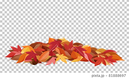 紅葉した落ち葉のイラスト 紅葉した落ち葉のイラスト 81888697