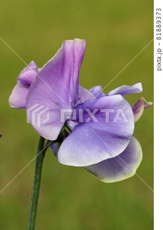Purple sweet pea flowers in close up Purple sweet pea flowers in close up 81889373