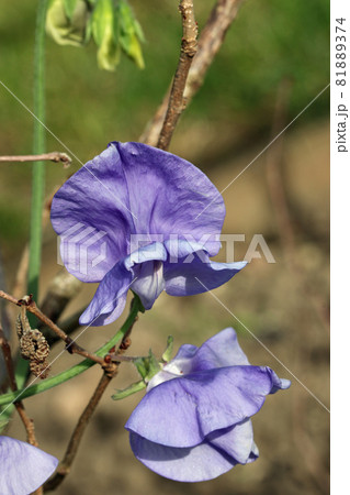 Purple sweet pea flowers in close up Purple sweet pea flowers in close up 81889374