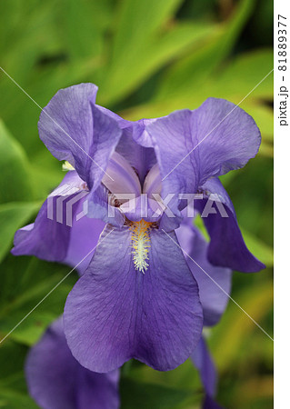 Purple bearded iris flower Purple bearded iris flower 81889377