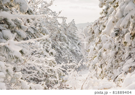 Winter forest with snowy pine trees. Frozen landscape with snow in December. 81889404