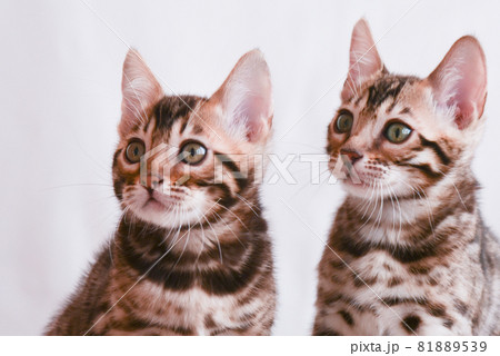 Two Bengal kittens. Close-up portrait on white background Two Bengal kittens. Close-up portrait on white background 81889539