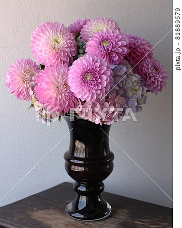 ピンクダリア ピンクダリア 81889679