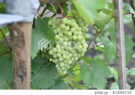 Green juicy fruits of grapes in the garden on the branches Green juicy fruits of grapes in the garden on the branches 81890216