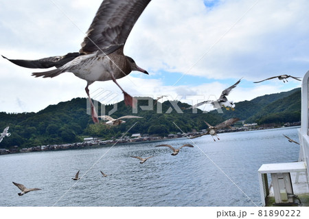 【京都】伊根にある伊根湾めぐり遊覧船の周りを飛ぶカモメとトンビ 81890222