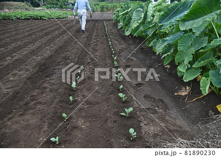 ブロッコリー植え付け・秋の農作業風景 81890230