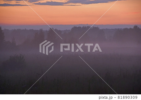 Forest landscape in the evening in the fog of the evening sun Forest landscape in the evening in the fog of the evening sun 81890309