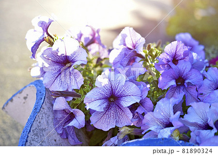 Large petunia flowers on a flower bed in the evening 81890324