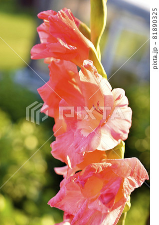 Red and yellow gladioli flowers in the garden 81890325
