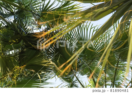 Palm tree crowns against blue sky. Bottom view on palm trees. Palm tree crowns against blue sky. Bottom view on palm trees. 81890481