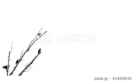 Many black birds over the dead tree branch against white background 81890636