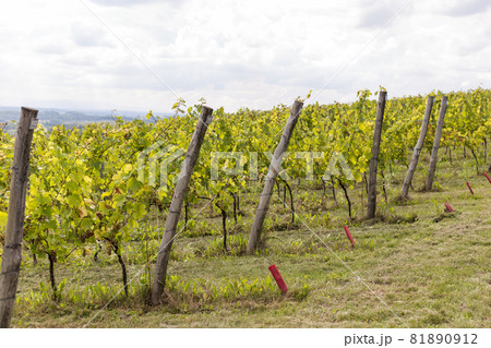 Vineyards with grapevine for wine production near a winery. Grape field growing for wine. Summer scenery. Nature mountains background with wine yard in autumn harvest 81890912