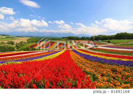 色とりどり 81891168