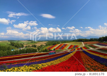 色とりどり 81891170