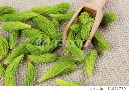 Fresh spruce shoots on the wooden spoon on woven linen background. Healthy food concept. Homeopathy and natural medicine concept. Fresh spruce shoots on the wooden spoon on woven linen background. Healthy food concept. Homeopathy and natural medicine concept. 81891770