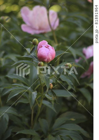 Gorgeous garden flower,pink peony bud. High quality photo 81891964
