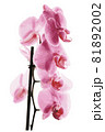 Decorative branch Pink orchid flower. Vector illustration 81892002