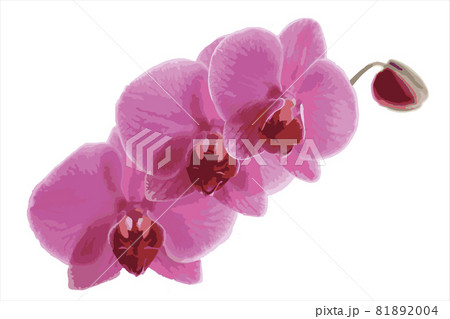 Decorative branch Pink orchid flower. Vector illustration 81892004