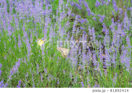 ラベンダーとアゲハチョウとモンシロチョウ、ラベンダー畑と蝶たち、 81892414