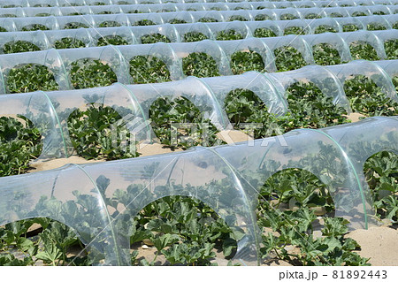 メロン栽培 庄内砂丘 81892443