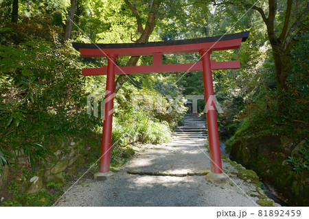 岡寺 稲荷社への参道の鳥居 奈良県明日香村 岡寺 稲荷社への参道の鳥居 奈良県明日香村 81892459