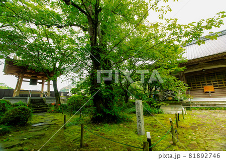 新緑の中の法泉寺 新緑の中の法泉寺 81892746