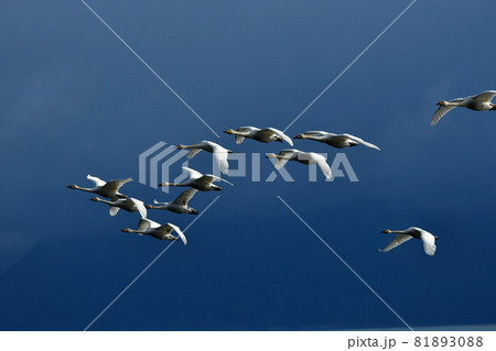 猪苗代の白鳥 81893088