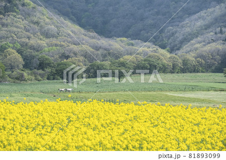 蒜山高原に菜の花が咲く頃 81893099