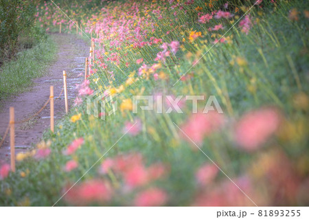 愛知県 稗田川 彼岸花 リコリスの写真素材