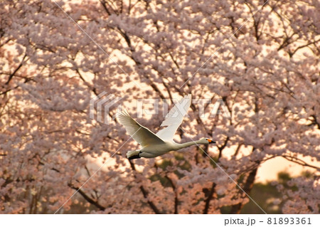 村上の白鳥 81893361