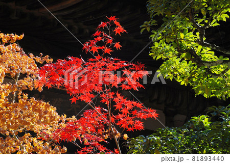 金剛輪寺　境内の紅葉　滋賀県 81893440