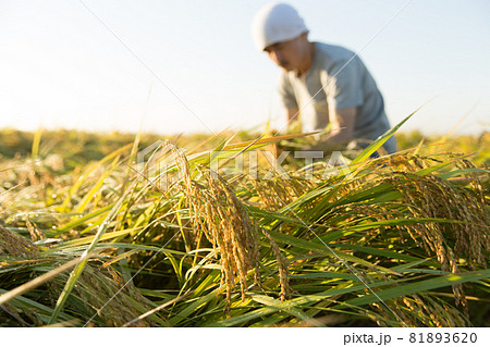 収穫前の米を見る農家 81893620