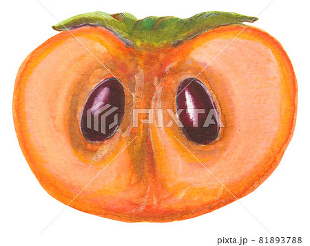 手描き飲食メニュー 柿断面のイラスト素材 [81893788] - PIXTA