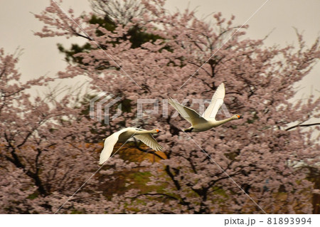 お幕場大池の春 81893994