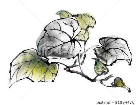 水墨画技法で描かれたさつまいもの葉 81894470
