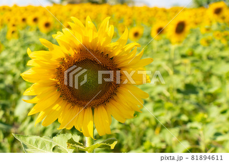 Beautiful yellow color sunflower in the agriculture farm background 81894611