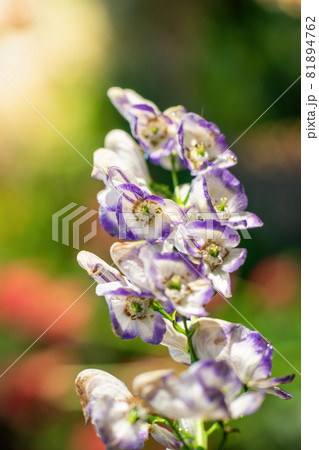 Flowers of an Akonite (Aconitum variegatum) 81894762