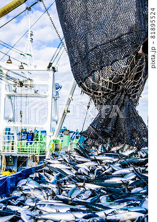 サバ水揚げ5 サバ水揚げ5 81895524