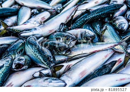 サバ水揚げ8 サバ水揚げ8 81895527