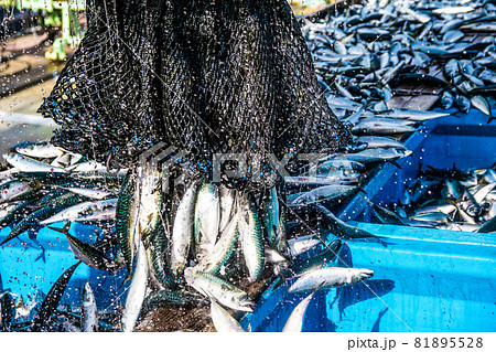 サバ水揚げ9 サバ水揚げ9 81895528