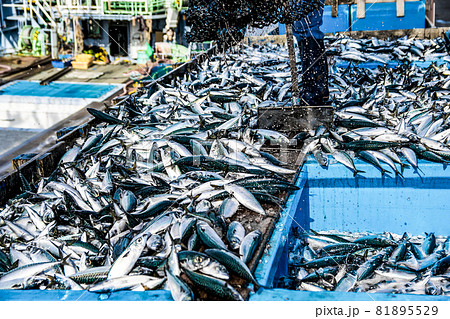 サバ水揚げ10 サバ水揚げ10 81895529