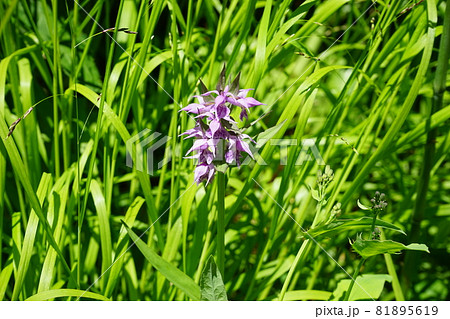 行って見よう夏の八幡平　鏡沼 81895619