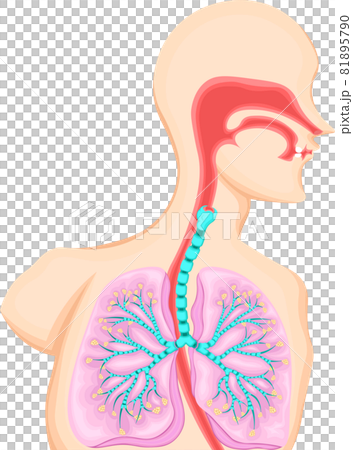 肺　気管　イラスト 81895790