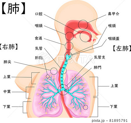 肺 気管 イラスト 日本語のイラスト素材