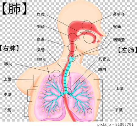 肺　気管　イラスト　日本語 81895791