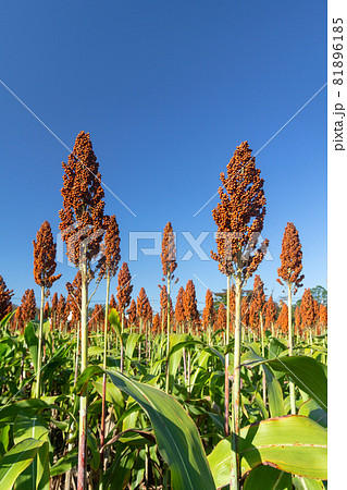 Sorghum also called great millet, Indian millet are cereal grain plant of the grass family Sorghum also called great millet, Indian millet are cereal grain plant of the grass family 81896185