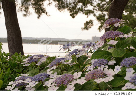 白　ピンク　紫　額紫陽花　あじさい　アジサイ　花　梅雨　6月　雨　緑　野外　公園　八景島 81896237