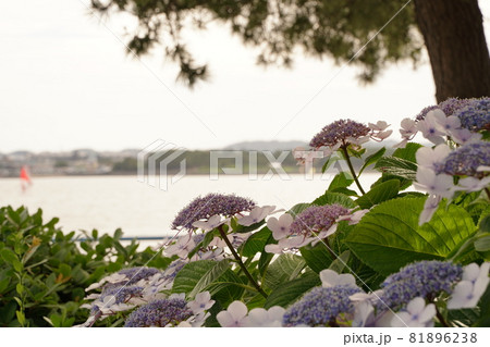 白　ピンク　紫　額紫陽花　あじさい　アジサイ　花　梅雨　6月　雨　緑　野外　公園　八景島 81896238