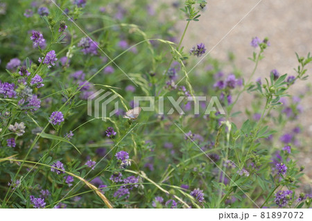 ムラサキうまごやしの花 81897072
